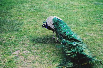 Close-up of grass in field
