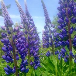 Close-up of purple flowers