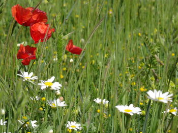 Close up of poppy blooming in field