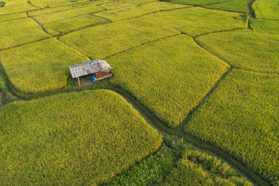 High angle view of agricultural field