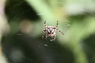 spider web