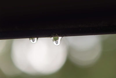 Close-up of water drops on plant