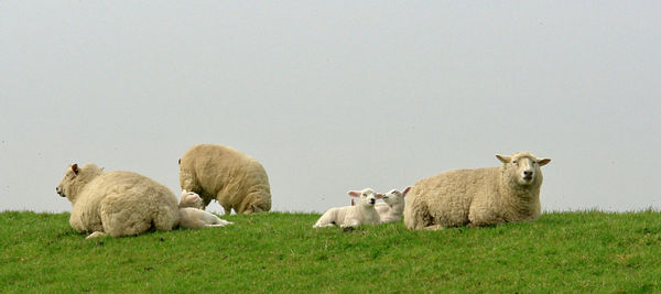 Sheep relaxing on field against clear sky