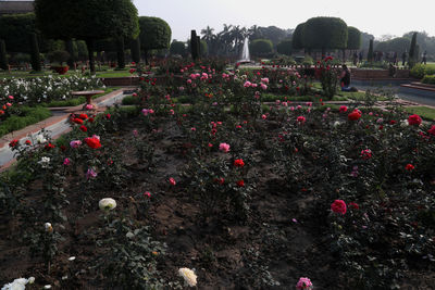 View of flowering plants at cemetery