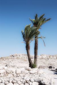 Low angle view of palm trees against clear blue sky