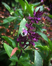 Close-up of insect on purple flowers