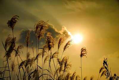 Close-up of silhouette plants against sky during sunset