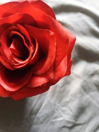 Close-up of red rose