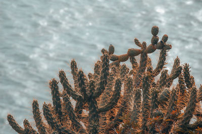 Close-up of succulent plant in sea against sky