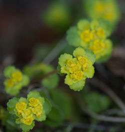 Close-up of yellow flowering plant