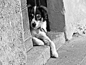 Portrait of a dog