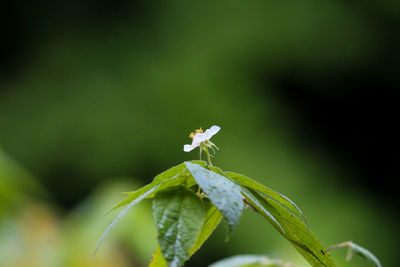 Close-up of plant