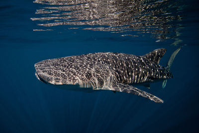 Whale shark swimming underwater