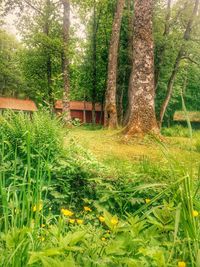 Scenic view of grassy field