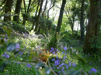 Scenic view of flowering trees in forest