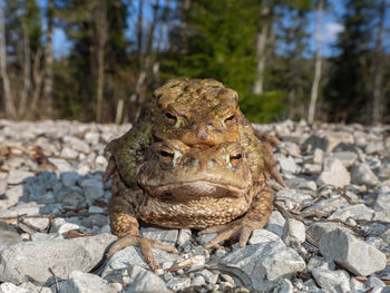 Close-up of a lizard on rock