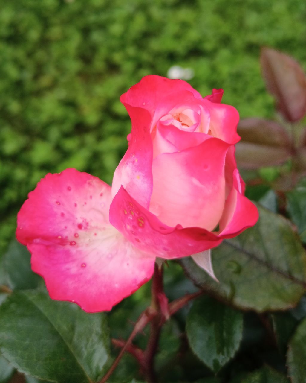 CLOSE-UP OF PINK ROSE WITH RED ROSES