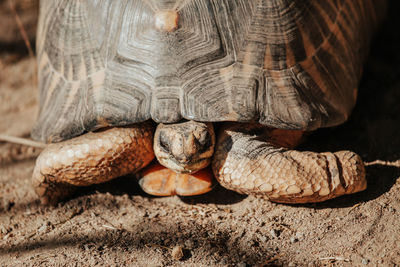 Extreme close up of large sea tortoise