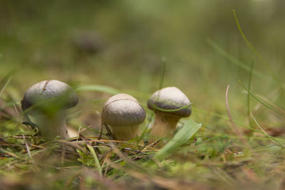 Close-up of mushrooms