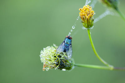 Close-up of insect on flower