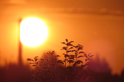 Close-up of silhouette plant against bright sun