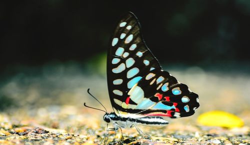 Close-up of butterfly on leaf