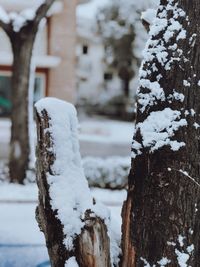 Close-up of frozen tree trunk during winter