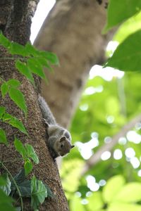 Low angle view of lizard on tree