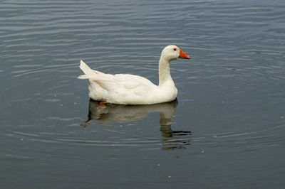 Single large white goose on lake low angle view