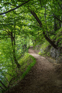 Road amidst trees in forest