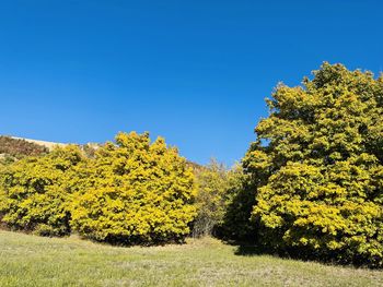 Trees on field against clear blue sky