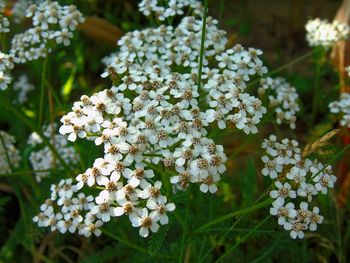 Close-up of white flowering plant