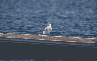 Seagull perching on pier by lake