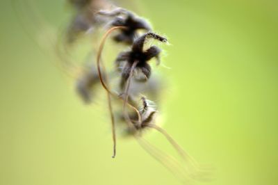 Close-up of insect on plant