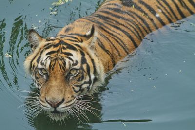 Close-up of tiger