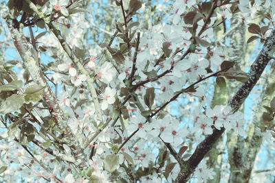 Low angle view of cherry blossom tree