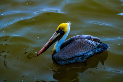 High angle view of bird swimming in lake