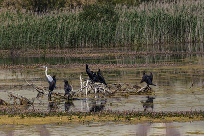 View of birds in lake