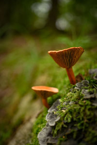 nature