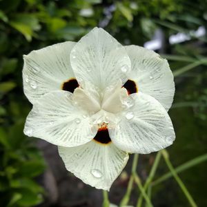 Close-up of white flowers blooming outdoors