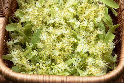High angle view of cactus growing in potted plant
