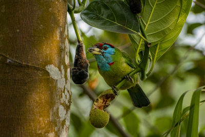 Close-up of bird perching on a plant