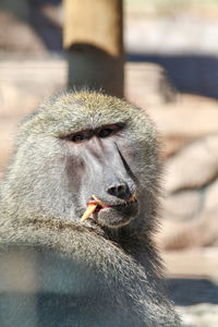 Close-up of monkey on water