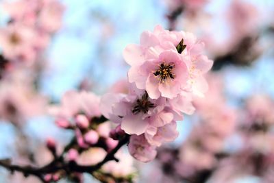 Close-up of pink cherry blossoms against sky