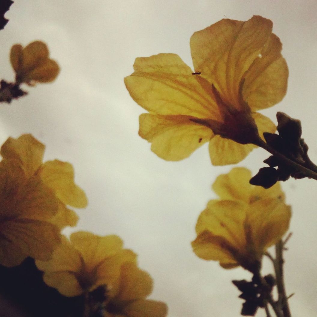 flower, petal, fragility, freshness, flower head, growth, beauty in nature, close-up, nature, yellow, leaf, plant, blooming, orange color, in bloom, season, focus on foreground, blossom, botany, no people