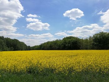 Scenic view of oilseed rape field against sky