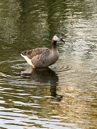 Duck swimming in lake