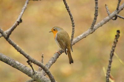 Close-up of bird perching on branch