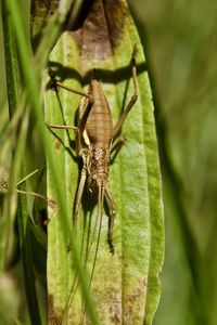 Close-up of insect on leaf