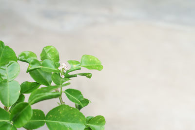 Close-up of green leaves